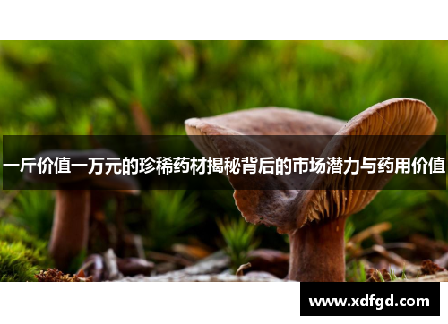 一斤价值一万元的珍稀药材揭秘背后的市场潜力与药用价值