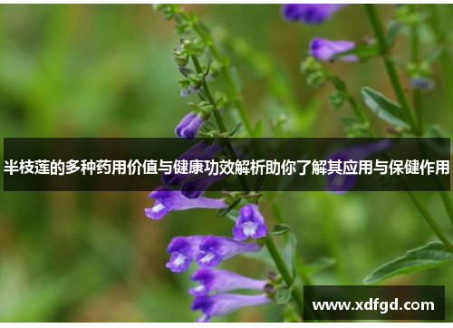 半枝莲的多种药用价值与健康功效解析助你了解其应用与保健作用