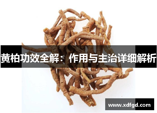 黄柏功效全解：作用与主治详细解析