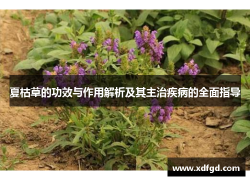 夏枯草的功效与作用解析及其主治疾病的全面指导